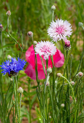 A closeup detail view of poppy flower ( out focused image )