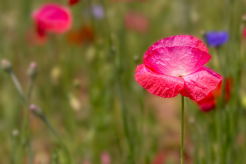 A closeup detail view of poppy flower ( out focused image )