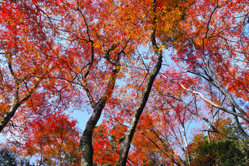 紅葉シーズンの京都、紅葉の森