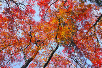 紅葉シーズンの京都、紅葉の森