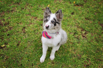 Dog on green grass border collie puppy looking attempt to its owner  