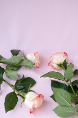 Three light yellow-red roses on a pink background