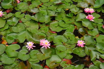 water lily in a pond