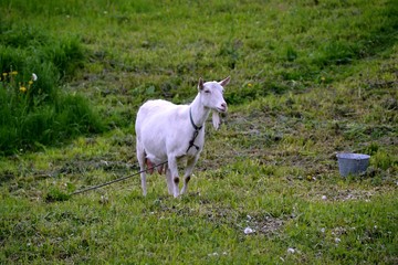 Goat on an independent grazing among the lush greenery of herbs