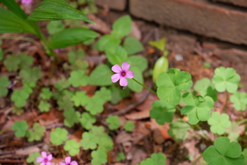 pink flowers in the garden