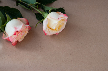Two light yellow-red roses lie on brown paper