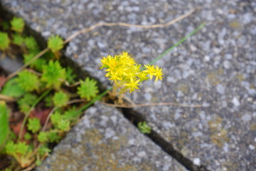 yellow flower on the rock