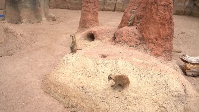 Los suricatos est&aacute;n en su madriguera realizando diferentes actividades.