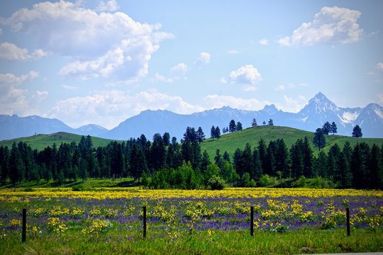 wildflowers in a meadow with mountain background