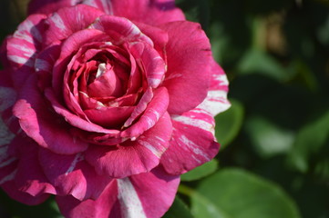 Thomasville rose garden 0218