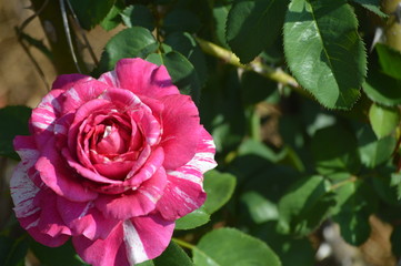 Thomasville rose garden 0220