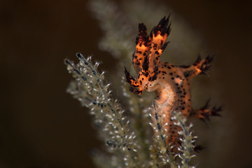 Nudibranch Dendronotus regius. Underwater macro photography from Anilao, Philippines