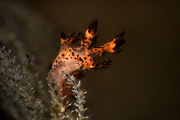 Nudibranch Dendronotus regius. Underwater macro photography from Anilao, Philippines