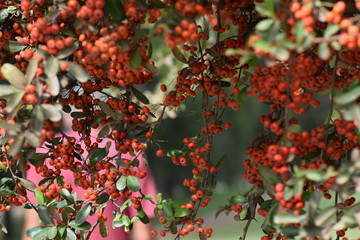 frutos rojos