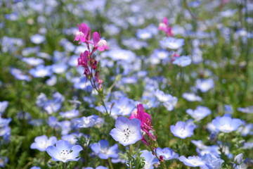 pink and blue flowers in the garden