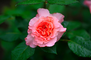 Photo rose petals isolated on the natural blurred background. Closeup. For design, texture, background. Nature.