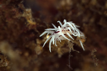 Nudibranch Okenia brunneomaculata. Underwater macro photography from Anilao, Philippines