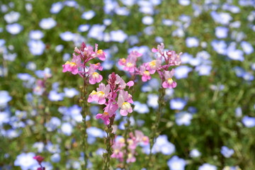 lilac flowers