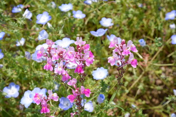 pink and blue flowers in the garden