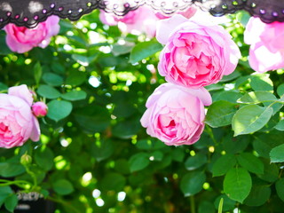 pink rose in the garden