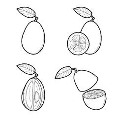 Kumquat Vector Illustration Hand Drawn Fruit Cartoon Art