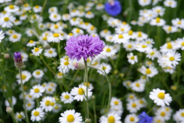 purple and white flowers in garden