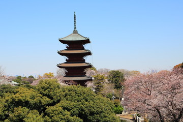 春の桜咲く池上の五重塔遠望