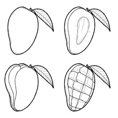 Mango Vector Illustration Hand Drawn Fruit Cartoon Art
