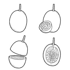 Passion Fruit Vector Illustration Hand Drawn Fruit Cartoon Ar