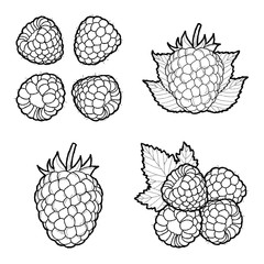 Raspberry Vector Illustration Hand Drawn Fruit Cartoon Ar
