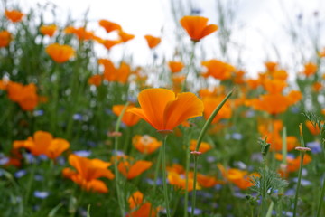Obraz premium orange flowers in the garden