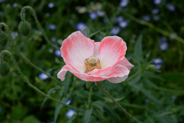 pink flower