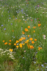 field of orange flowers 