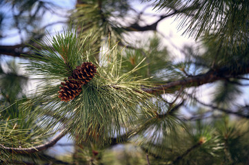 Naklejka na ściany i meble tree, pine, branch, nature, green, fir, christmas, spruce, needle, evergreen, plant, forest, cone, close-up, coniferous, needles, winter, macro, holiday, closeup, twig, xmas, spring, fur-tree, natural