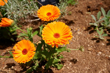 pink and blue flowers in the garden