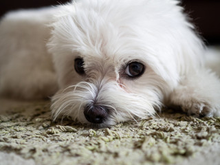 Background of white Maltese  puppy dogs