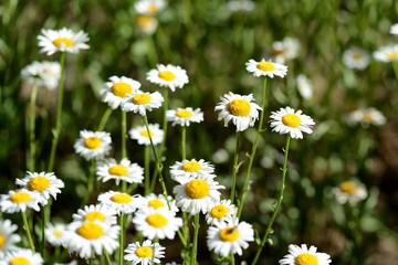 Fototapeta premium Bright chamomiles bloom in the summer garden close up