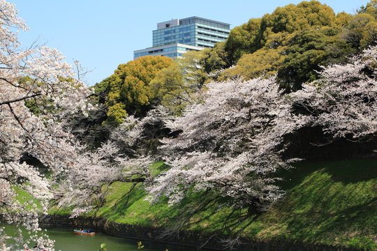 805 Best 北の丸公園 Images Stock Photos Vectors Adobe Stock