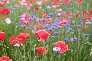 field of red poppies