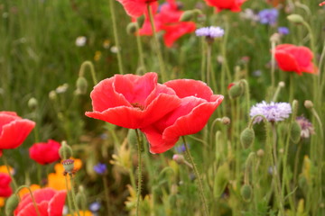 red poppies in a field