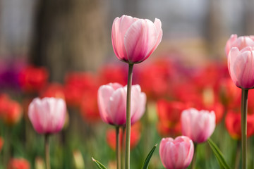 Obraz premium field of tulips