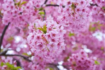 Kawazu cherry blossoms : full blooming
