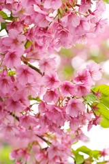 Kawazu cherry blossoms : full blooming