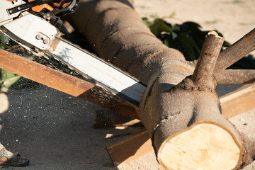 Worker cutting log with chainsaw