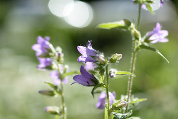 Bluebell flowers in the garden lit by the bright sun close up