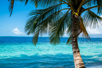 Coconut tree and beautiful sea on clear sky day background, Nobody.
