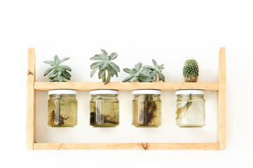 Succulent plants in hanging glass bottles on white background