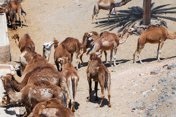 Herd of camels in the desert.