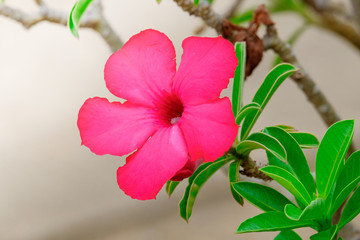 Close up Tropical flower Pink adenium,Desert Rose