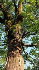 Sacred tree in Japanese Shinto shrine called yorishiro. Ropes called shimenawa decorated with paper streamers called shide surrounding its trunk to make its sacredness manifest. 